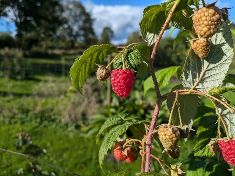 Freilandhimbeeren auf dem Hofgelände | © Gemüsegärtnerei Breklingfeld Höft & Johannsen GbR