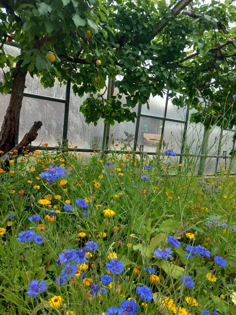Blühstreifen mit Kornblumen am Gewächshaus | © Gemüsegärtnerei Breklingfeld Höft & Johannsen GbR