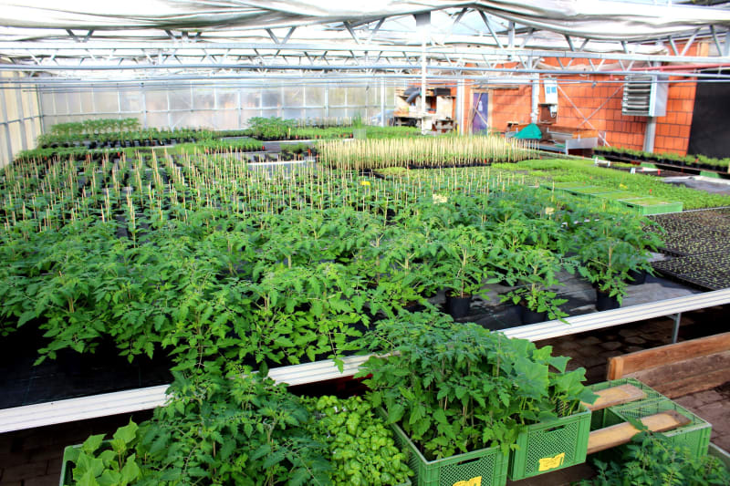 Junge Tomaten- und Paprikapflanzen im Gewächshaus | © Gemüsegärtnerei Breklingfeld Höft & Johannsen GbR