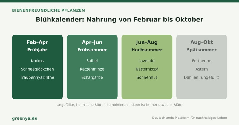 Blühkalender bienenfreundlicher Pflanzen von Februar bis Oktober: Frühjahr Krokus, Schneeglöckchen, Traubenhyazinthe; Frühsommer Salbei, Katzenminze, Schafgarbe; Hochsommer Lavendel, Natternkopf, Sonnenhut; Spätsommer Fetthenne, Astern, ungefüllte Dahlien.