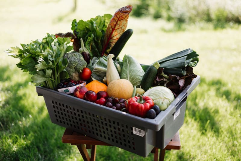 Saisonkiste im August mit Bio-Gemüse und Bio-Obst der Saison | © Das Gemüseabo GmbH