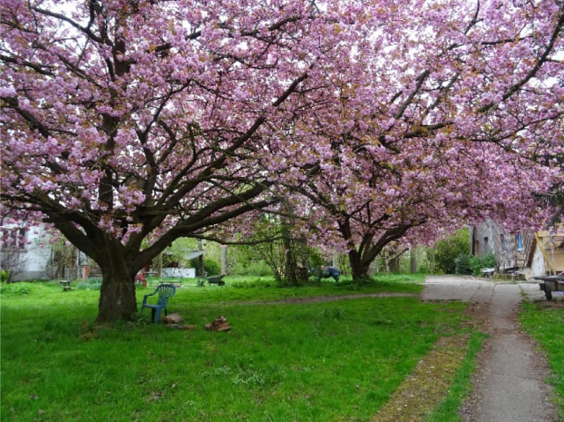 Japanische Zierkirsche in voller Blüte im Park vom Olgashof | © Olgashof