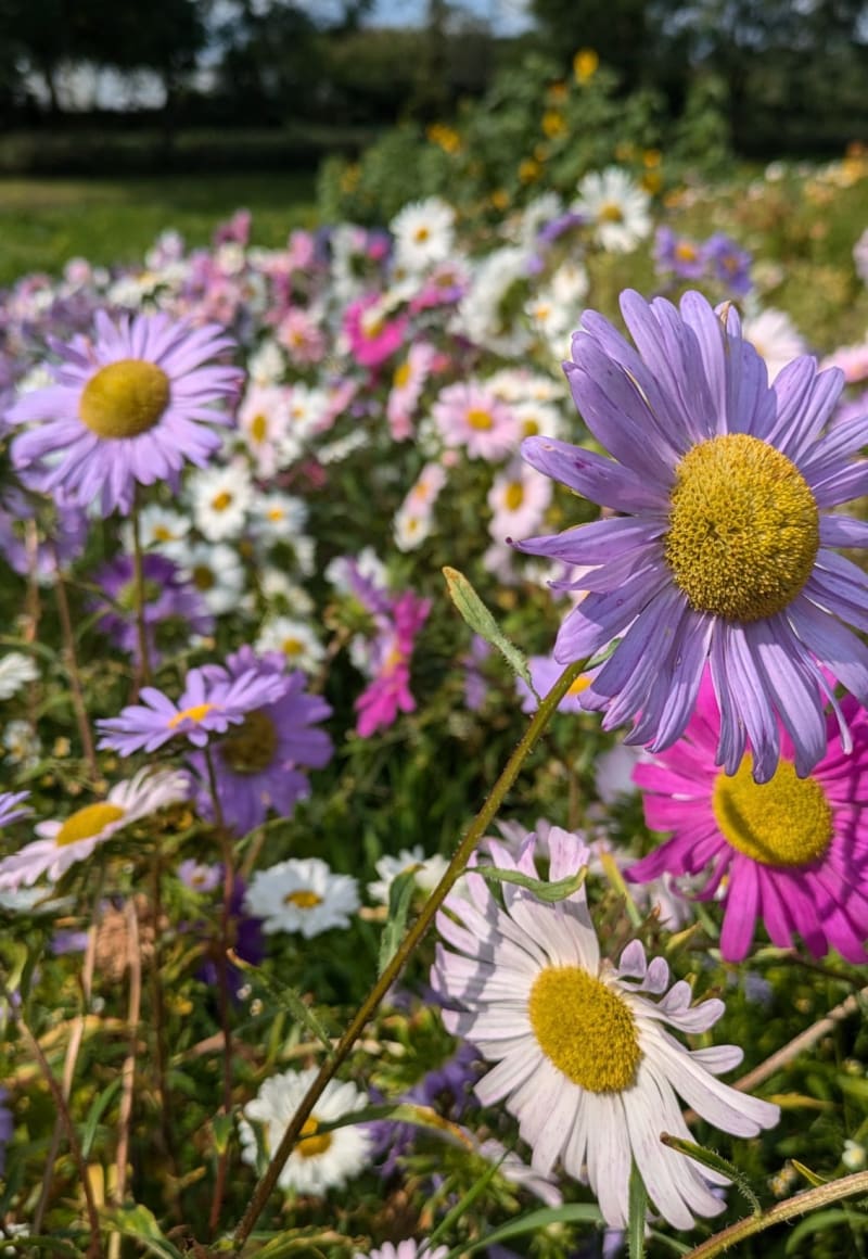 Astern und Sommerblumen aus eigener Anzucht | © Gemüsegärtnerei Breklingfeld Höft & Johannsen GbR