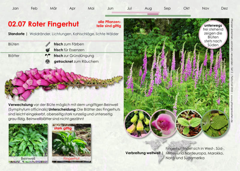 Portrait: Fingerhut (Vorderseite) | © Petra Kall