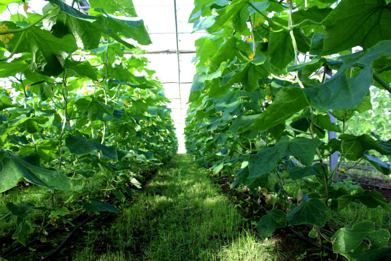 Gurken im Gewächshaus während der Erntezeit | © Gemüsegärtnerei Breklingfeld Höft & Johannsen GbR