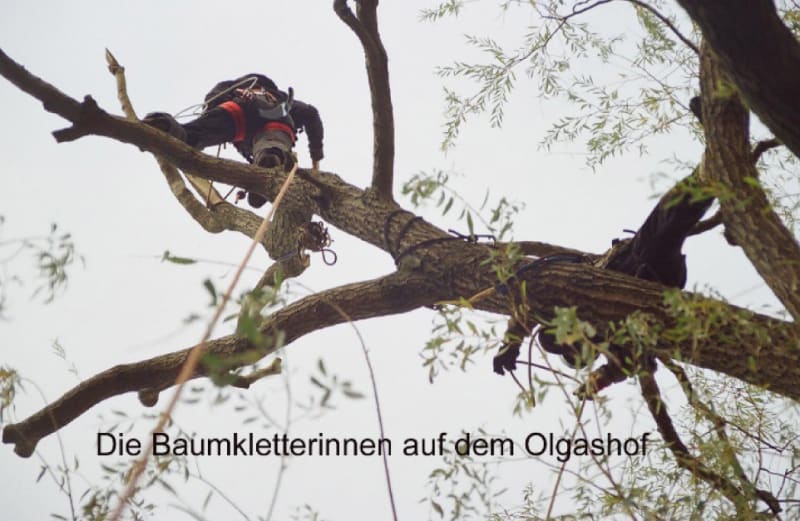 Abenteuer-Seminare wie Baumklettern auf Olgashof | © Olgashof