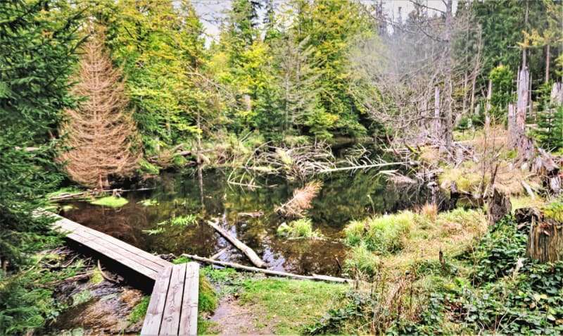 Nationalpark Bayrischer Wald