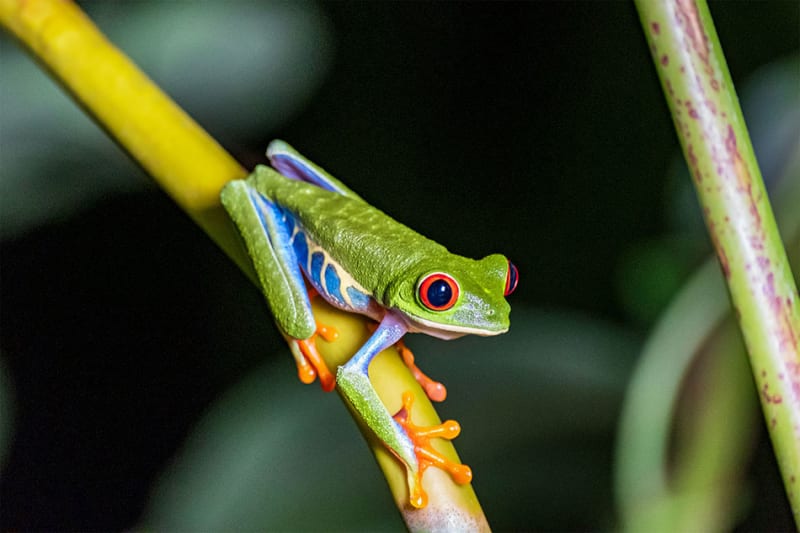 Frosch | © ©NapurTours