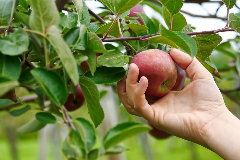 Apfel bei der Selbstpflücke direkt vom Baum