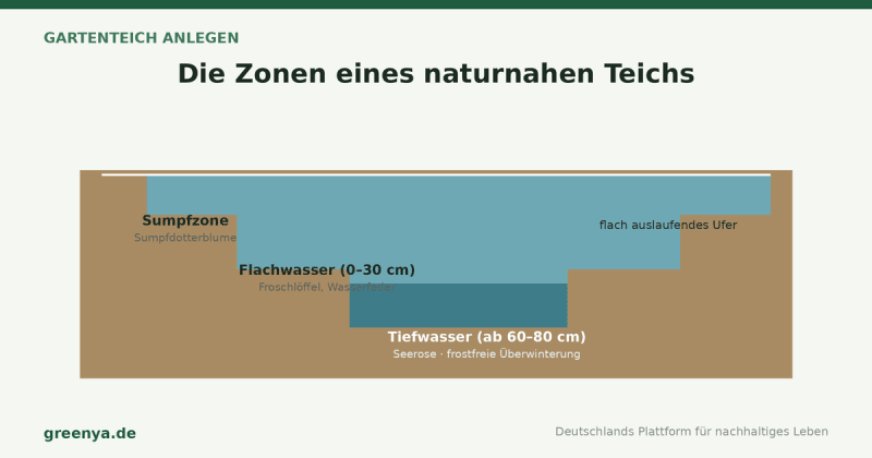 Querschnitt eines naturnahen Gartenteichs mit Stufenprofil: Sumpfzone mit Sumpfdotterblume, Flachwasser (0–30 cm) mit Froschlöffel und Wasserfeder, Tiefwasser (ab 60–80 cm) mit Seerose zur frostfreien Überwinterung, dazu ein flach auslaufendes Ufer.