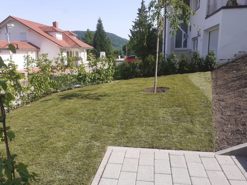 Garten mit Baum, Hecke und Rasenfläche | © Flo Nowak -  Garten- und Landschaftsbau