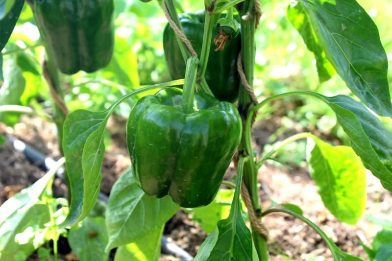 Selbst gezogener Paprika aus dem Gewächshaus | © Gemüsegärtnerei Breklingfeld Höft & Johannsen GbR