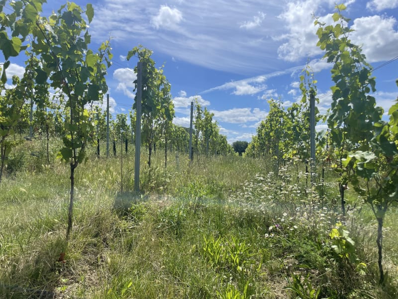 Ökologischer Weinberg im Markgräflerland | © Peter Kirschbauer