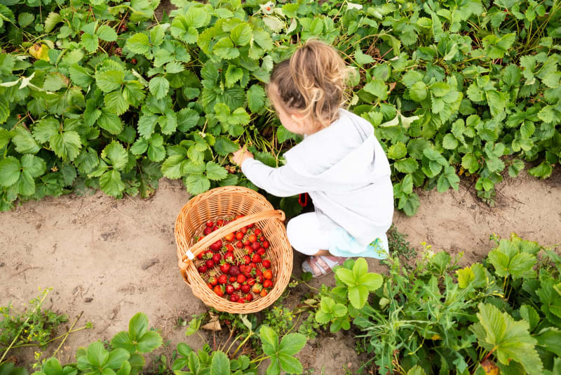 Mädchen pflückt Erdbeeren und tut sie in ein Holzkörbchen.