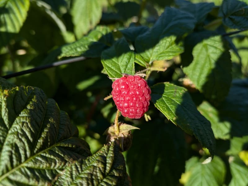 Erntereife Himbeeren aus eigenem Anbau | © Gemüsegärtnerei Breklingfeld Höft & Johannsen GbR