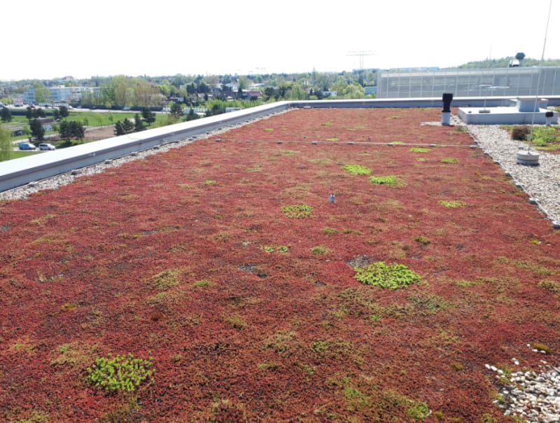 Dachvegetation auf einem Flachdach mit rot gefärbtem Sedumteppich | © BEMA GmbH