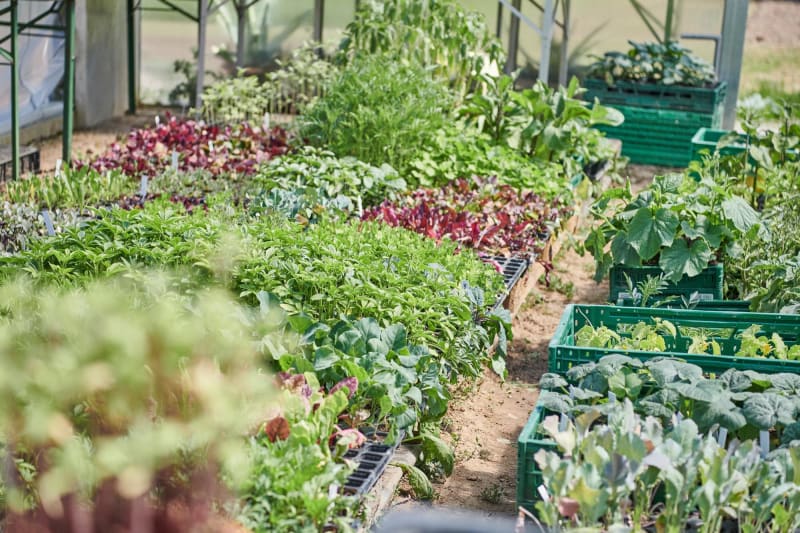 Frisches Bio-Gemüse und Salat im Gewächshaus | © die Fleckenbühler