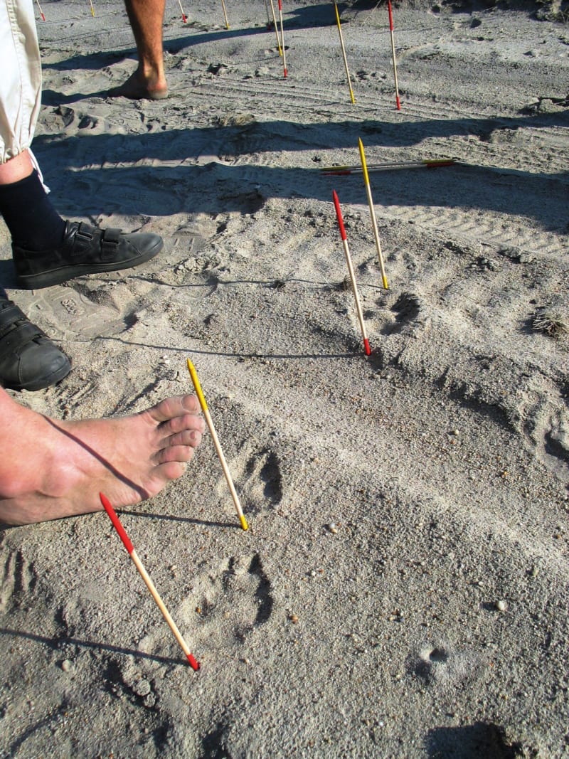 Fährtenlesen: Trittsiegel vermessen und bestimmen | © Wildnisschule Wildniswissen GbR