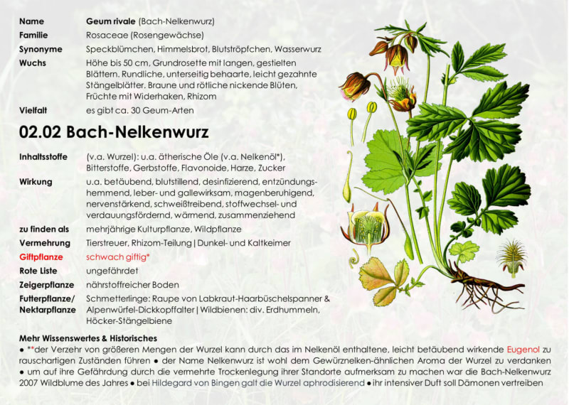 Portrait: Bach-Nelkenwurz (Rückseite) | © Petra Kall