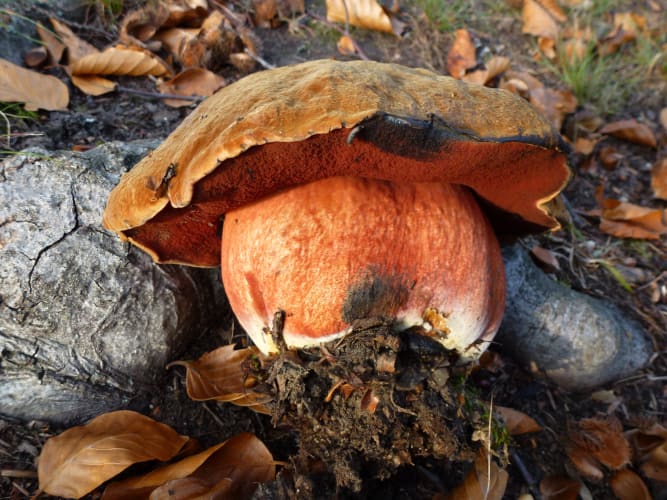 Symbiosepilzpilz.jpg null