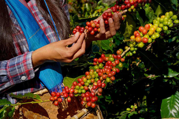 kaffeebauern.jpg null