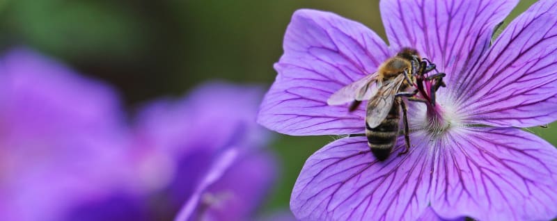 cranesbill-1441152_1920.jpg null