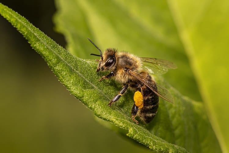 bee-6518669_960_720.jpg null