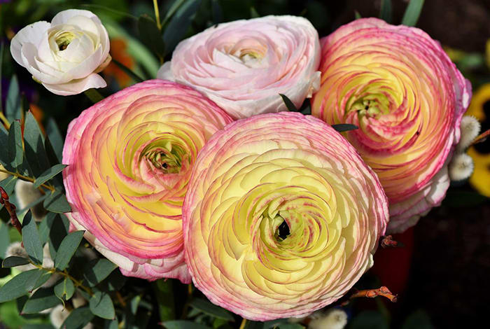 ranunculus-gfe2f0c68c_1280.jpg 