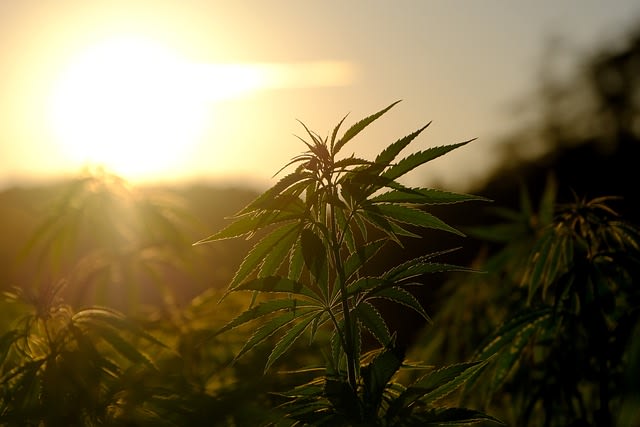 hemp-gc1a23fdf8_640.jpg null