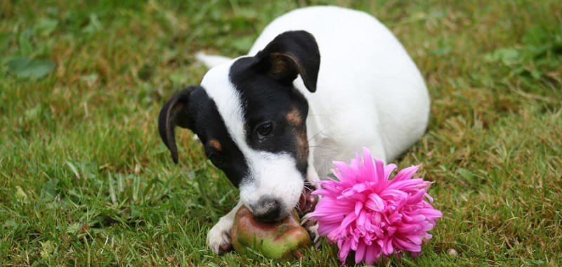 jackrussel.jpg null