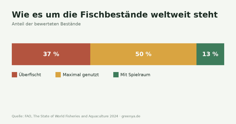 Diagramm: Zustand der weltweiten Fischbestände laut FAO 2024 – 37 Prozent überfischt, 50 Prozent maximal genutzt, 13 Prozent mit Spielraum
