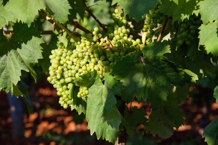 Nahaufnahme von Weintrauben in einem Weinberg im Sommer 