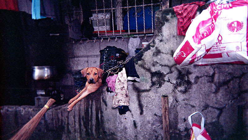 foto_kind_projekt_ame_hund.jpg null