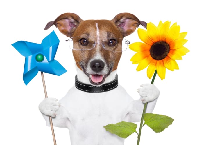 Öko-Grün-Energie-Hund mit Windrad und Sonnenblume