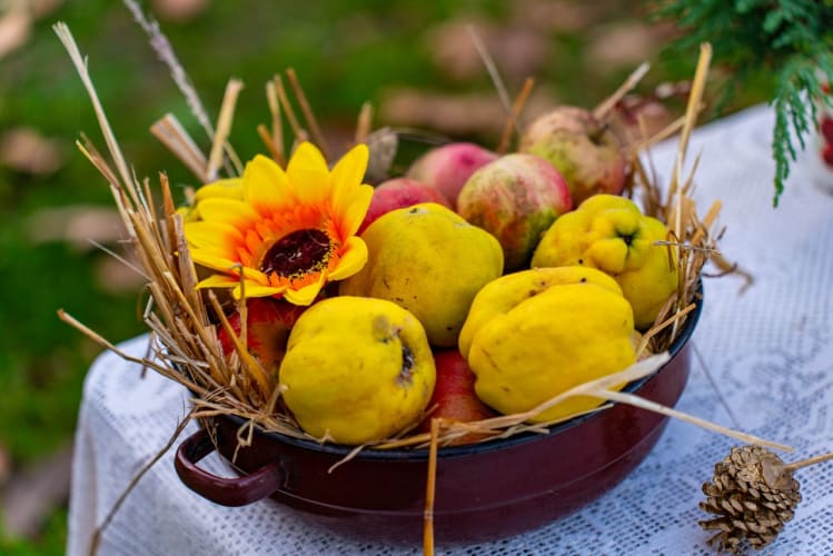 Ein farbenfrohes Arrangement mit einem Herbstfrüchtekorb, Quitten, Äpfeln und einer Sonnenblume auf einem Spitzentisch im Freien. Pexels