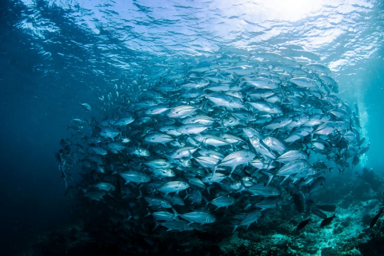 Ein Fisch warm heller Fische in der Tiefe eines blauen Ozeans  null