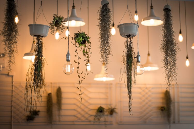 Schöne Lampen mit Pflanzenranken Foto von Patrick Schneider auf Unsplash