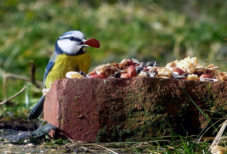 Vogel frisst Vogelfutter Gabi auf Pixabay