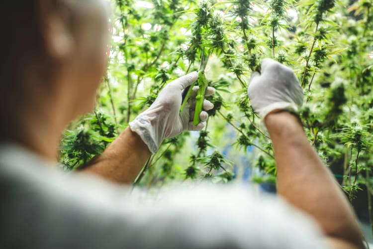 Person mit Einweghandschuhen schneidet mit einer Schere Blüten an Cannabispflanzen im Gewächshaus © Getty Images / Unsplash+