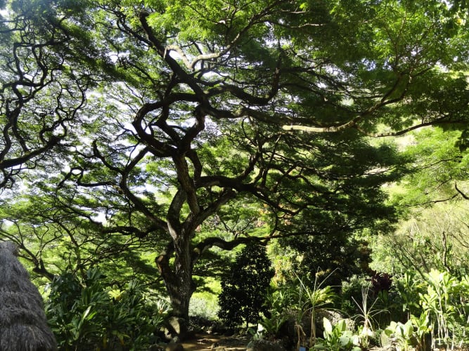 Grüner_Gigant_Baum.jpg null