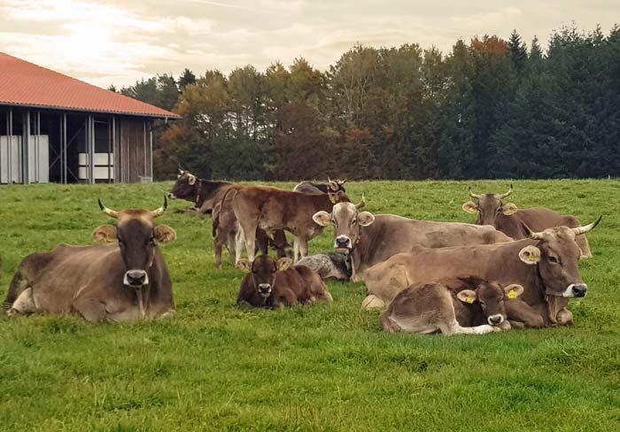 Kuh-und-Kalb-2021_9_PROVIEH_3_web.jpg 