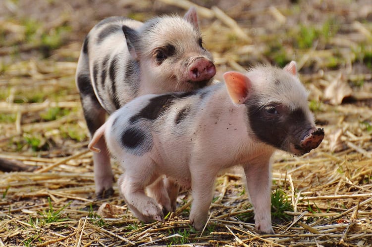 piglet-1332259_1920.jpg null