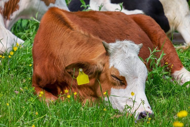 cow-3394868_1280.jpg null