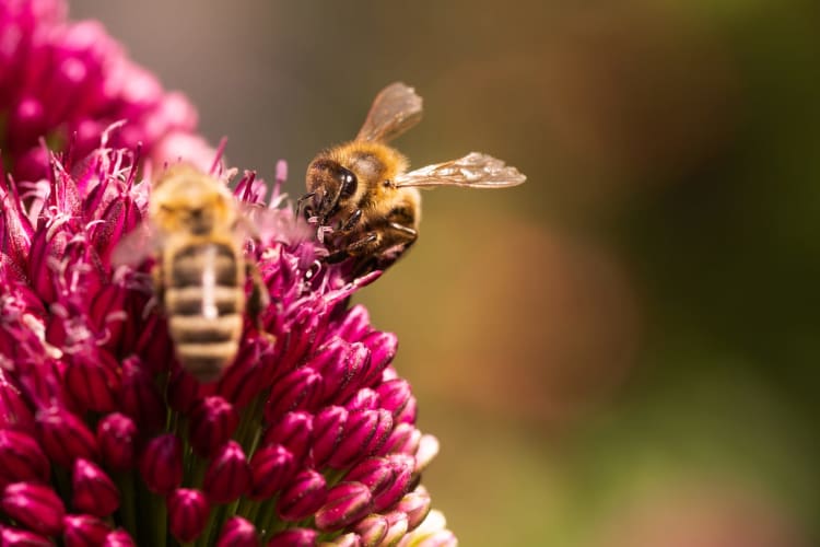 Nahaufnahme einer Honigbiene bei der Bestäubung leuchtend roter Knoblauchblüten – ein Beweis für die Schönheit der Natur und die Bedeutung der Bestäuber.