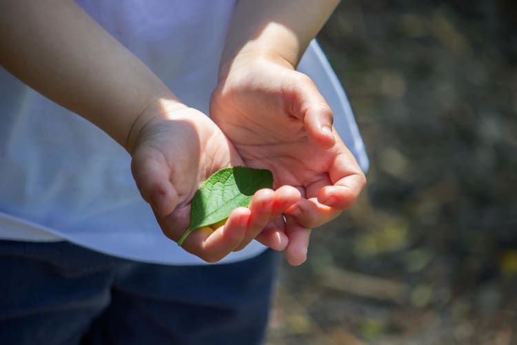 Grünes Blatt in Hand einer Frau