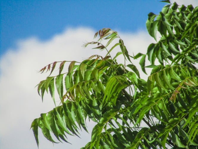 Niembaum in Indien und blauer Himmel null