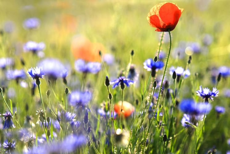 Mohn und Kornblume Wildblumenwiese