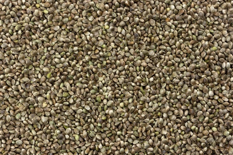 Hanfsamen-Textur, Cannabis-Samen-Hintergrund, Nahaufnahme null