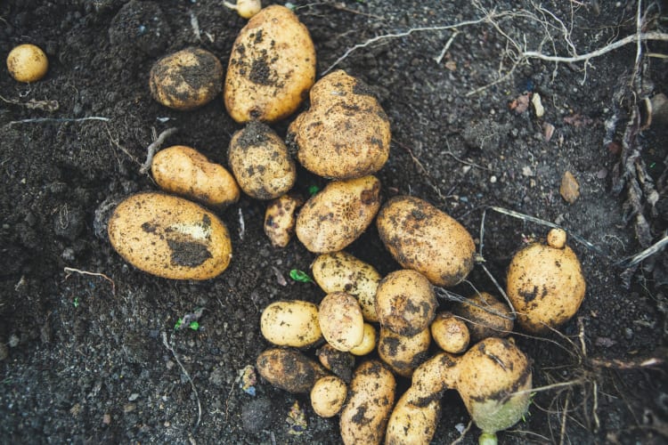 Kartoffeln direkt aus dem Erdreich geerntet mit Erde Markus Spiske auf Unsplash