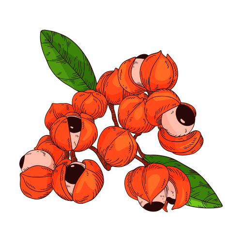 Guarana als Illustration Freepik